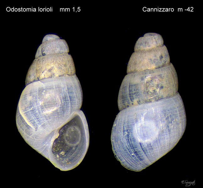 Odostomia da confermare